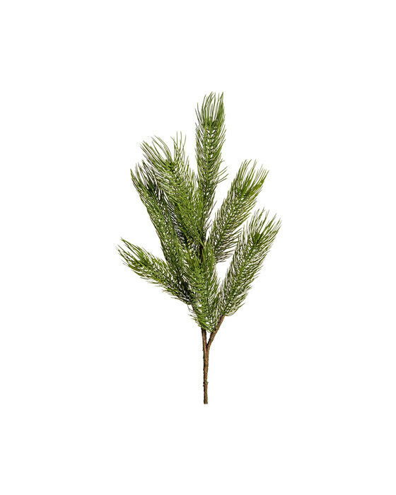 Forest fyrrekvist grøn