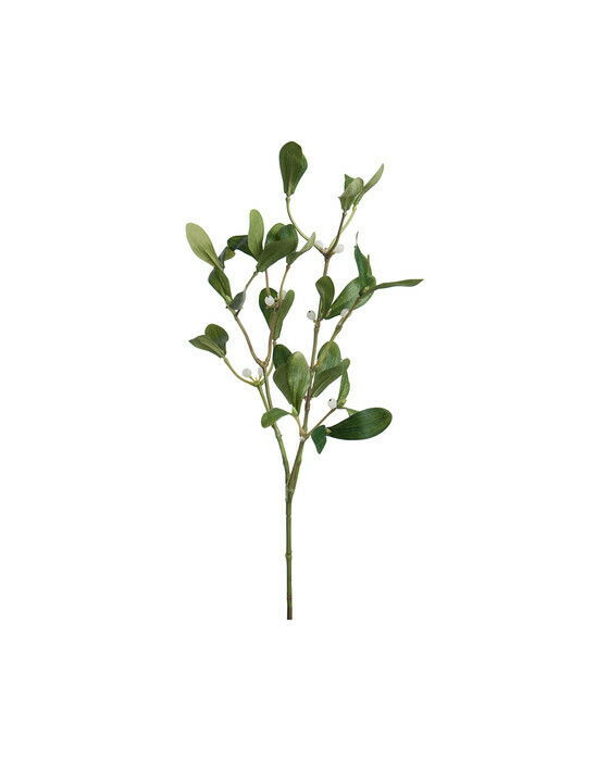 Mistelten, afskåret plante i grøn billede