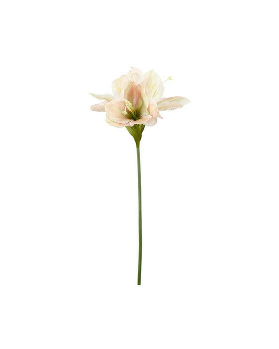 Amaryllis snittblomst gul