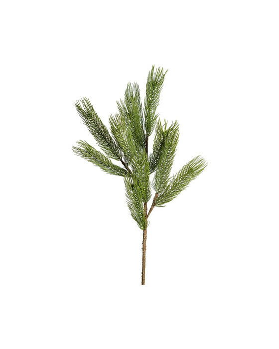 Forrest fyrrekvist i grøn