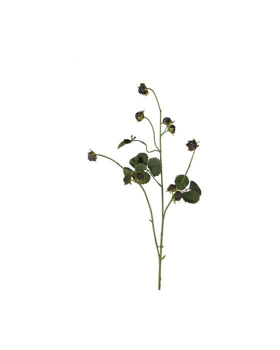 Bjørnebærkvist snittblomst svart