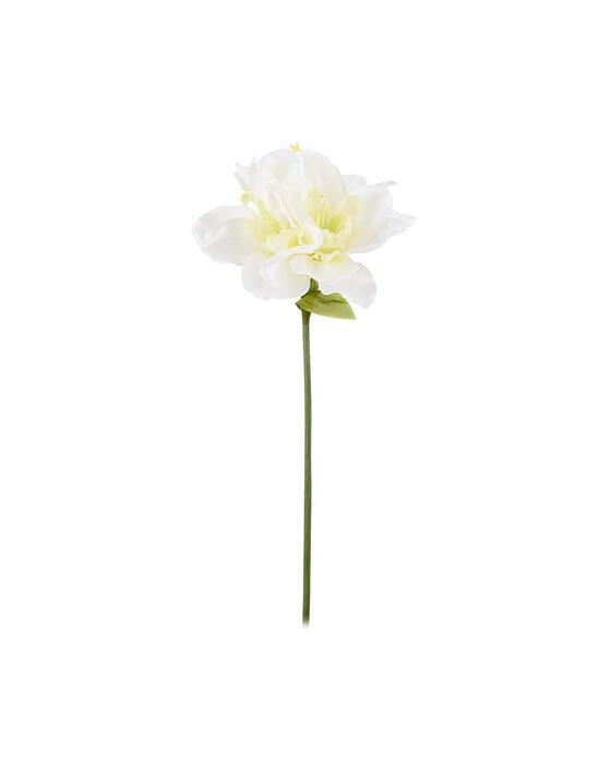 Amaryllis snittblomst hvit